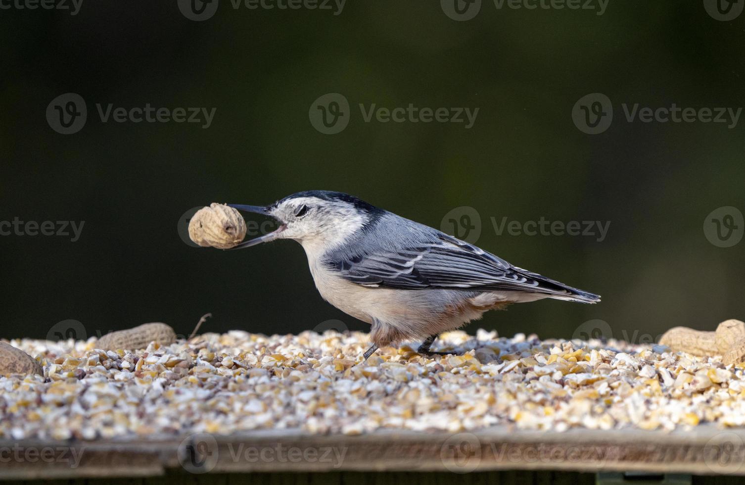 boomklever bij feeder foto