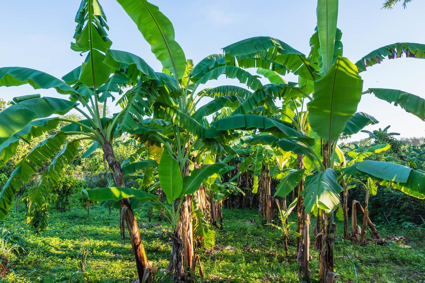 bananenboom en bananenbladeren foto