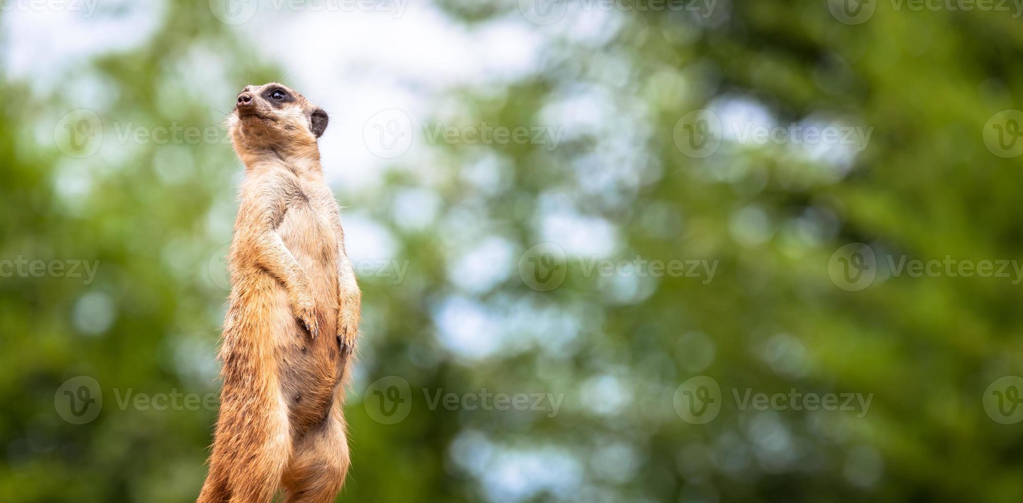 bewaking en waakzaamheid van stokstaartjes. controle van het grondgebied, alarmering en bescherming van de groep. foto