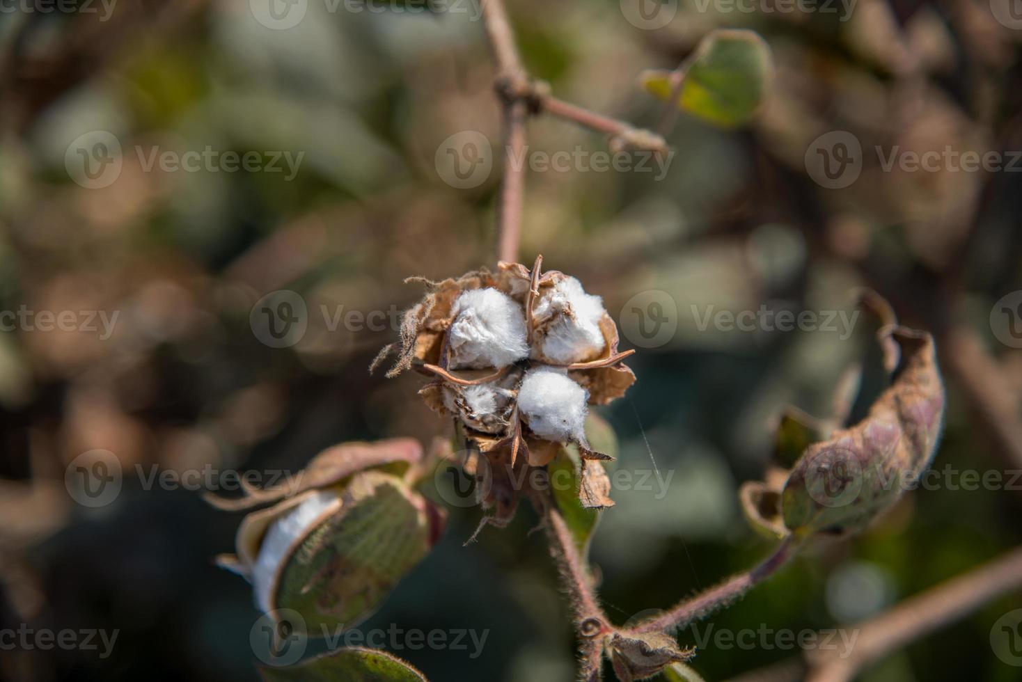 katoen boerderij veld, close-up van katoenen ballen en bloemen. foto