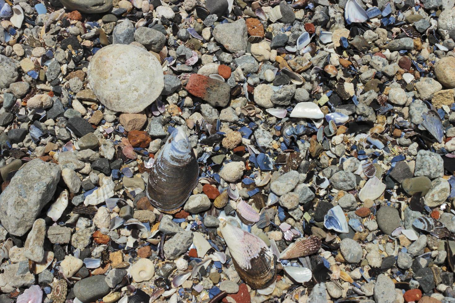 textuur van schelpen, strandzandstenen. zee punt kaapstad. foto