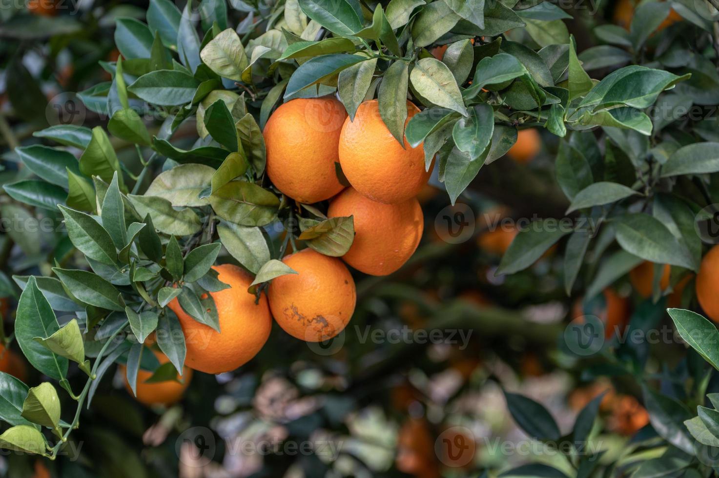 groene takken en bladeren zijn bedekt met close-up van gouden sinaasappels foto