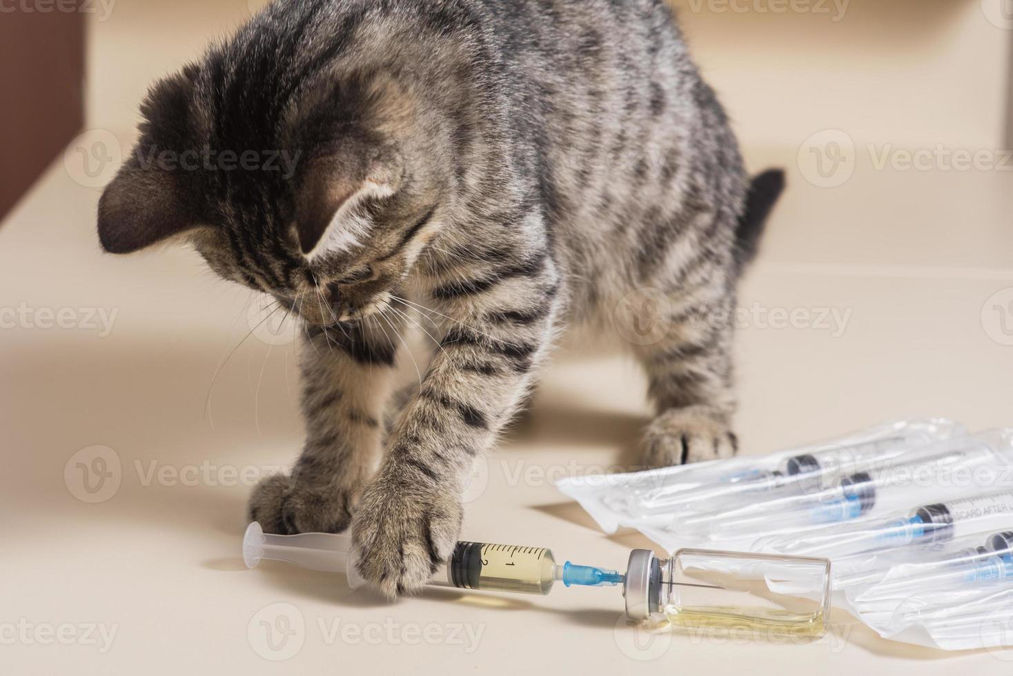 schat, grappige kat speelt met een medische spuit. vaccinatie van katten. veterinaire vaccinatie voor dieren. foto