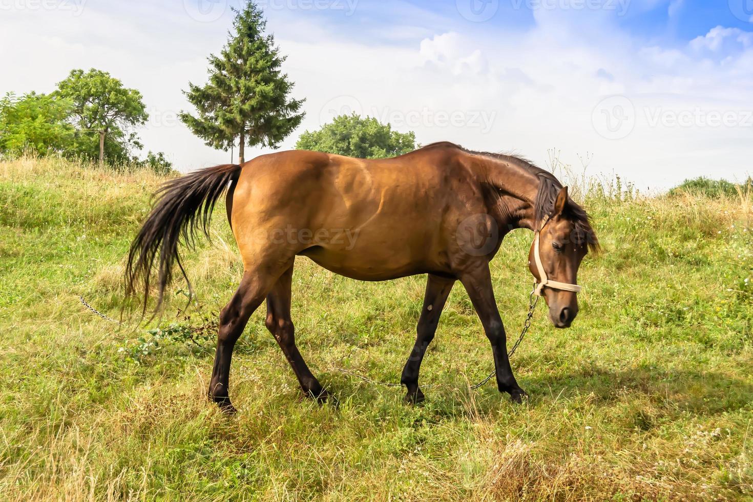 mooie wilde bruine paardenhengst op zomerbloemenweide foto