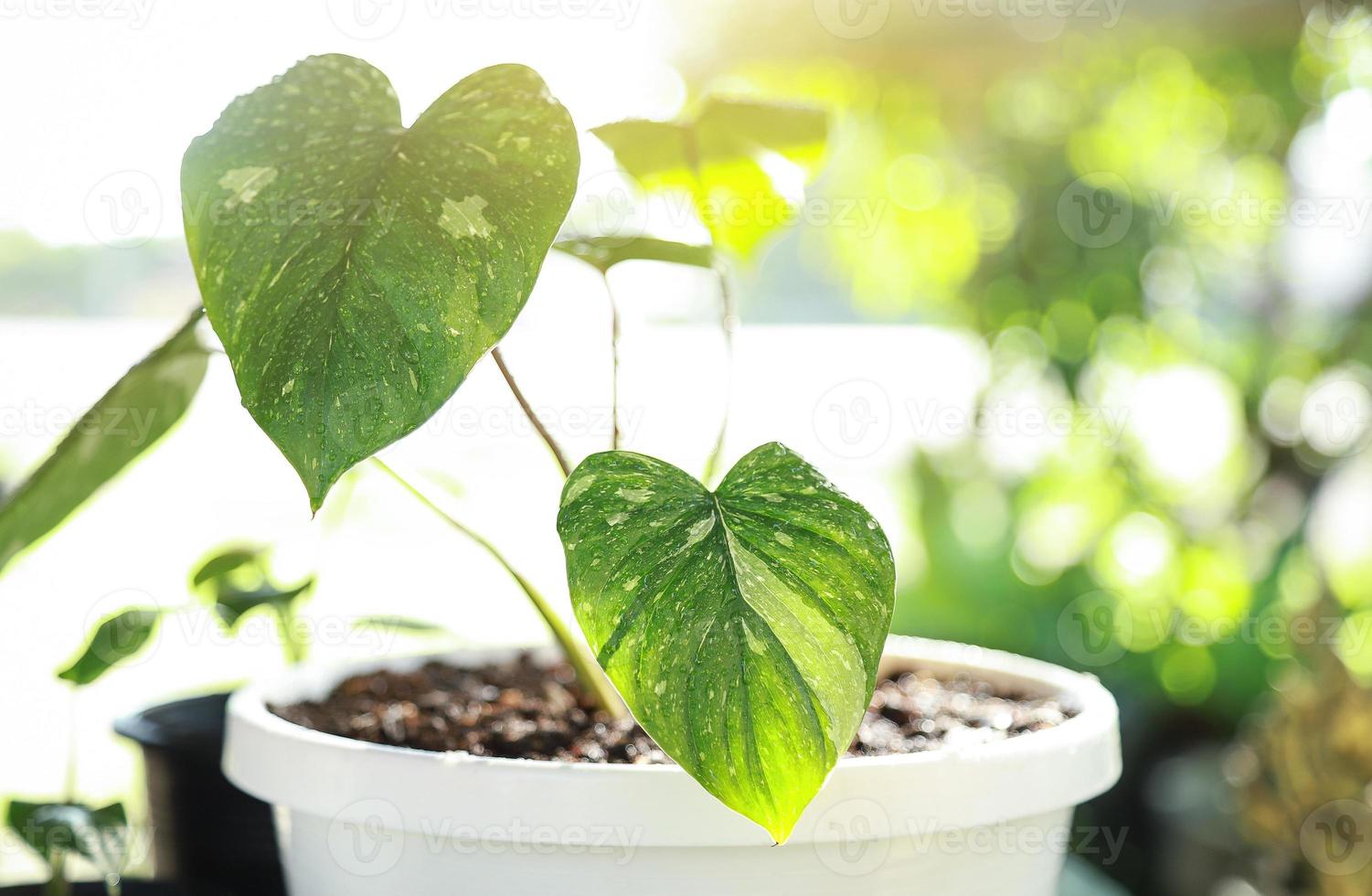 homalomena rubescens bonte plant in pot met waterdruppel in de ochtend in het groeiseizoen foto