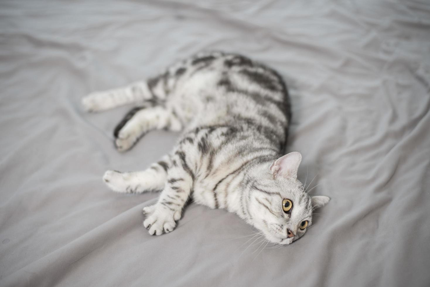 witte marmeren schattige scottish fold kat. foto