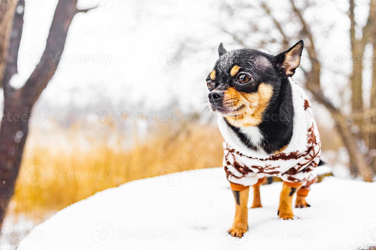 chihuahua hond staat op een bankje in de winter bij sneeuwweer in kleding. dier, huisdier. foto