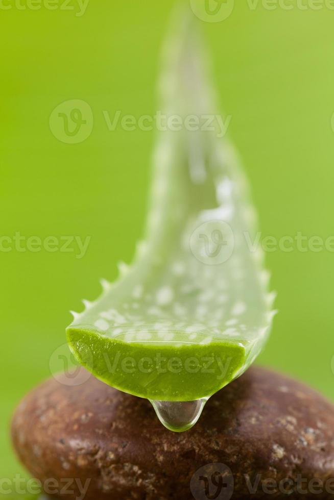 vers aloëblad met waterdruppel. foto
