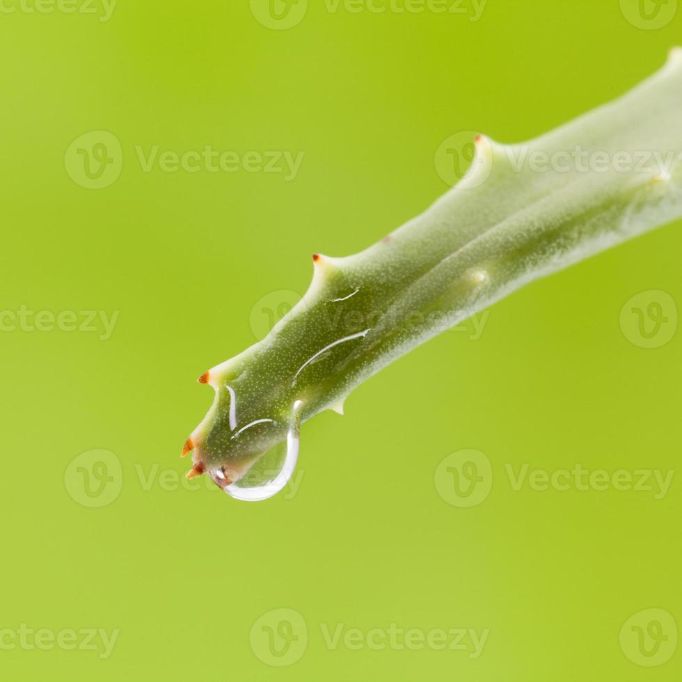 vers aloëblad met waterdruppel. foto