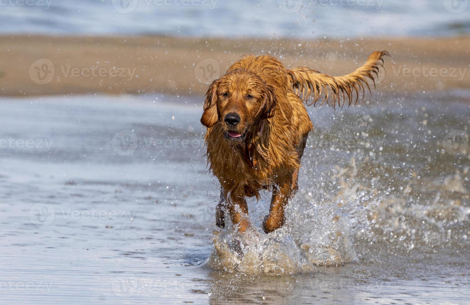 rasechte golden retriever canada foto