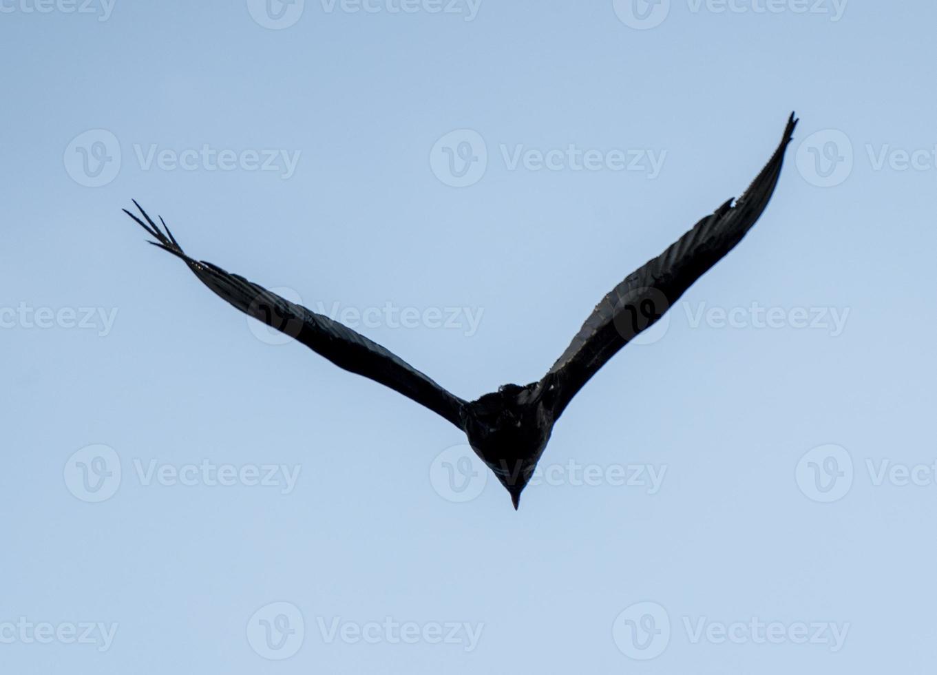 Kalkoengier tijdens de vlucht foto