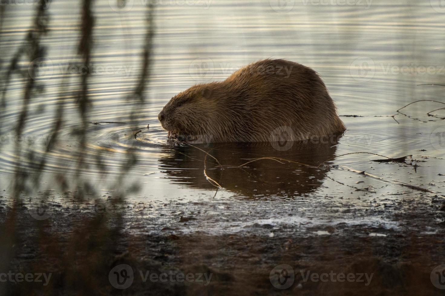 close up bever foto