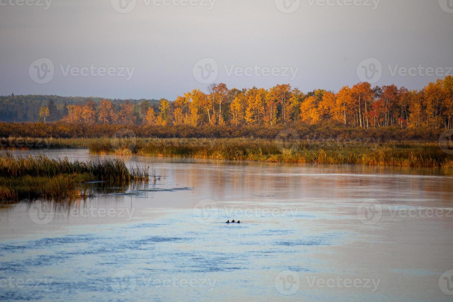 herfst noordelijk saskatchewan foto