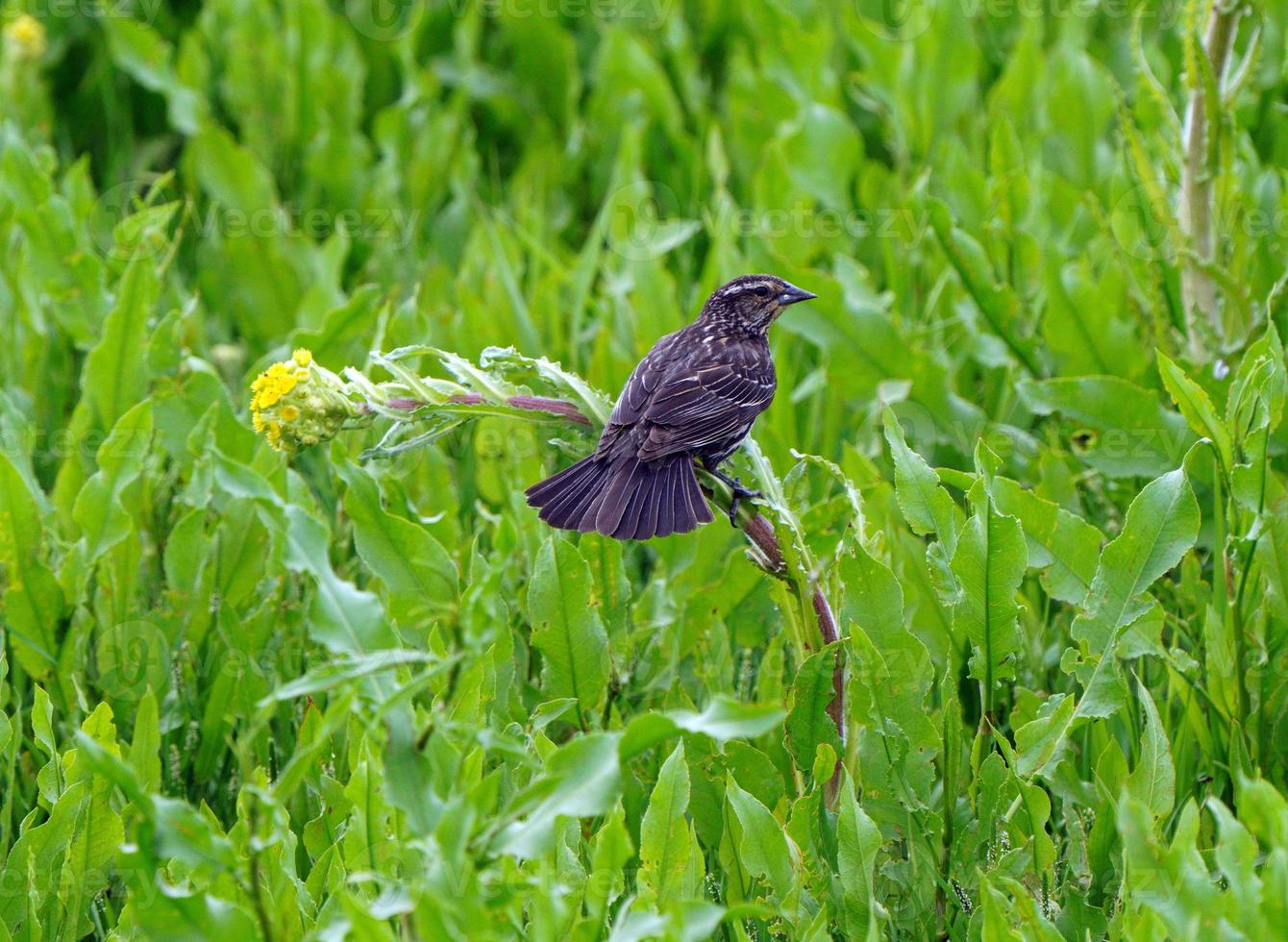 prairiemus op tak foto