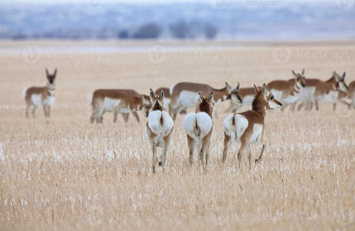 pronghorn antilope prairie foto