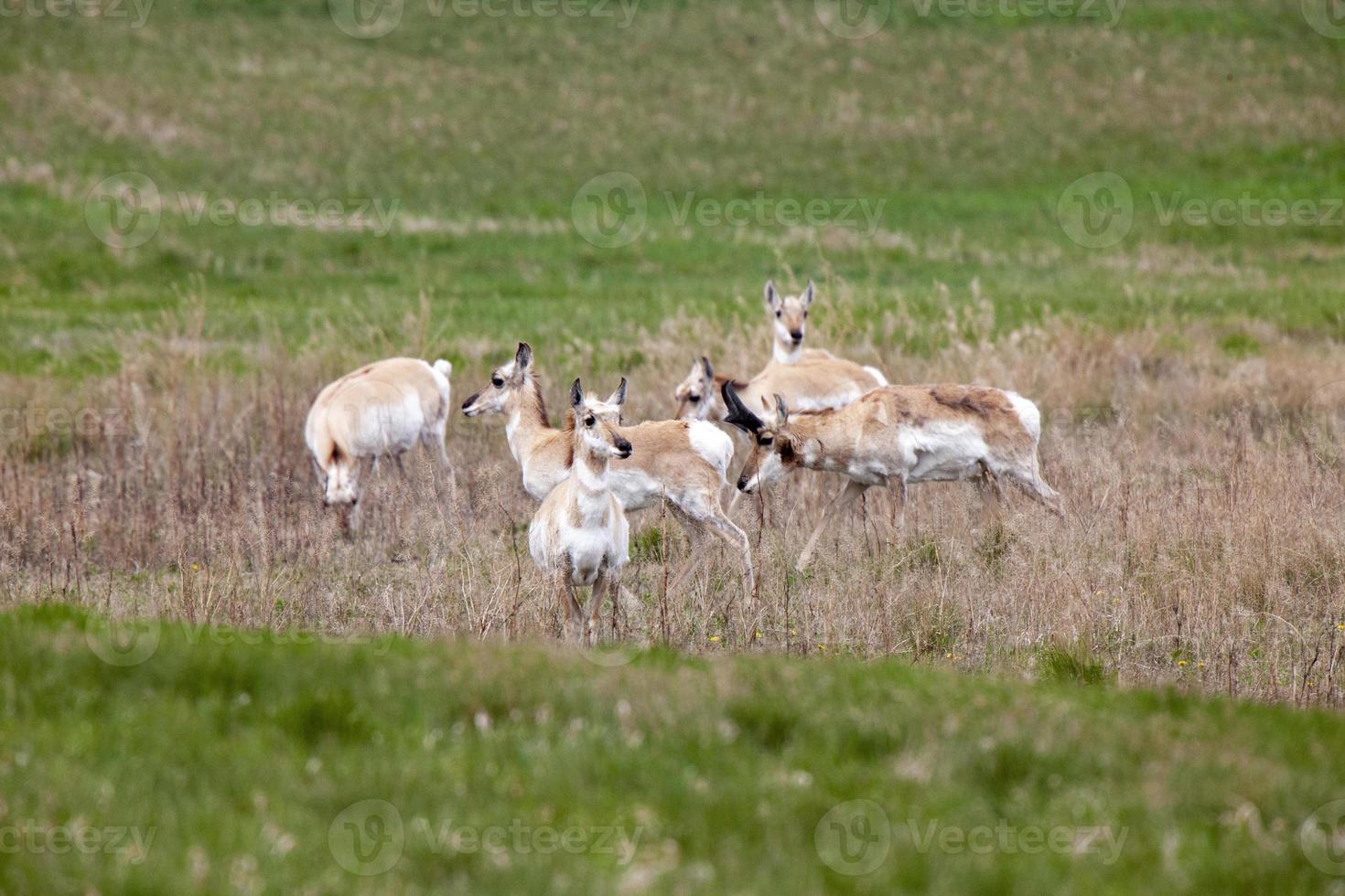pronghorn antilope saskatchewan foto