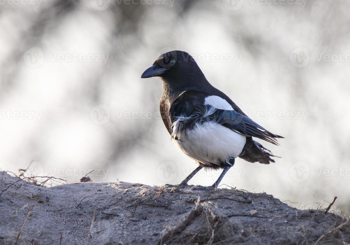 ekster in saskatchewan foto