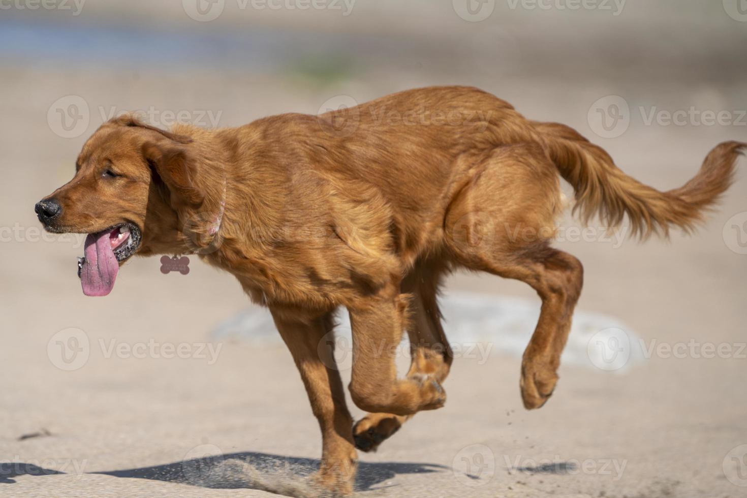 rasechte golden retriever canada foto