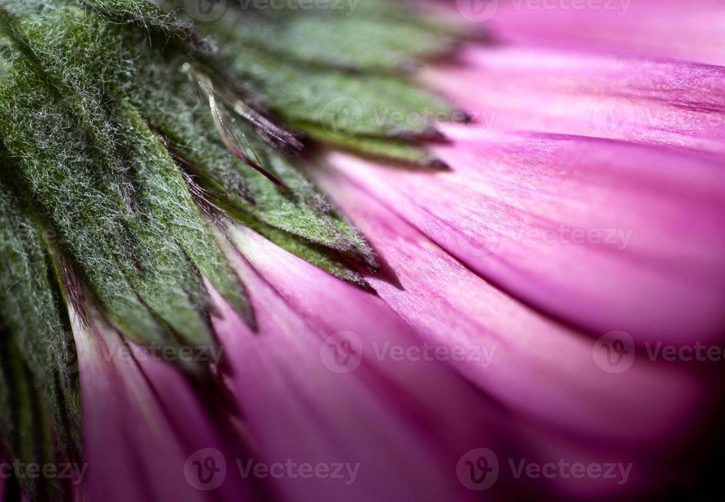 roze bloem iris foto