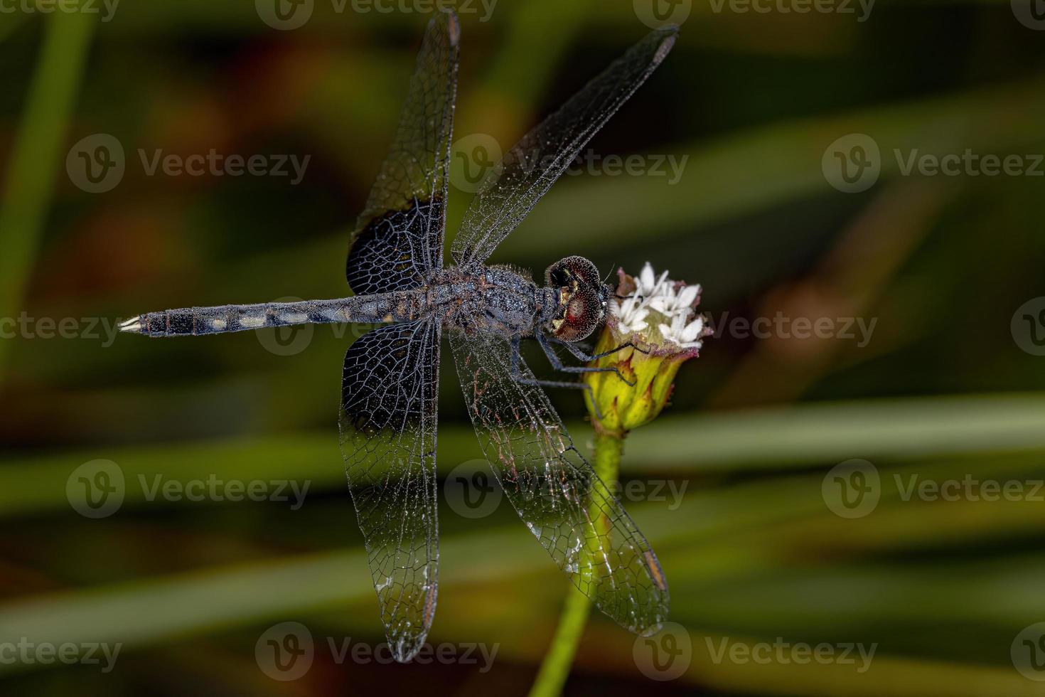 volwassen libel insect foto