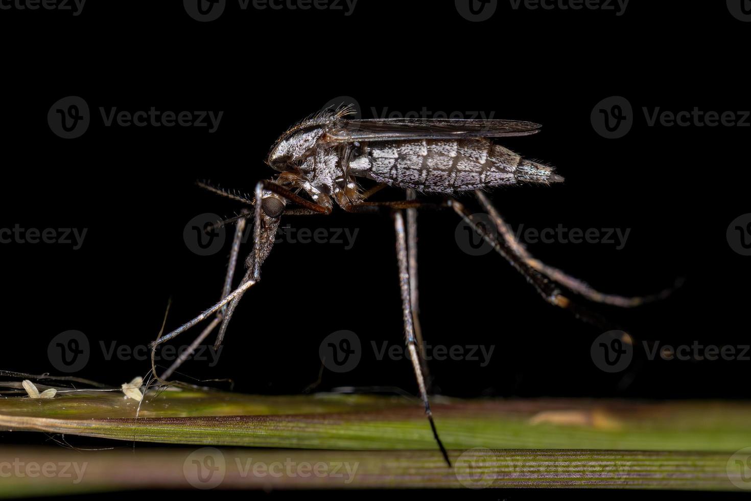 volwassen gallinipper insect foto