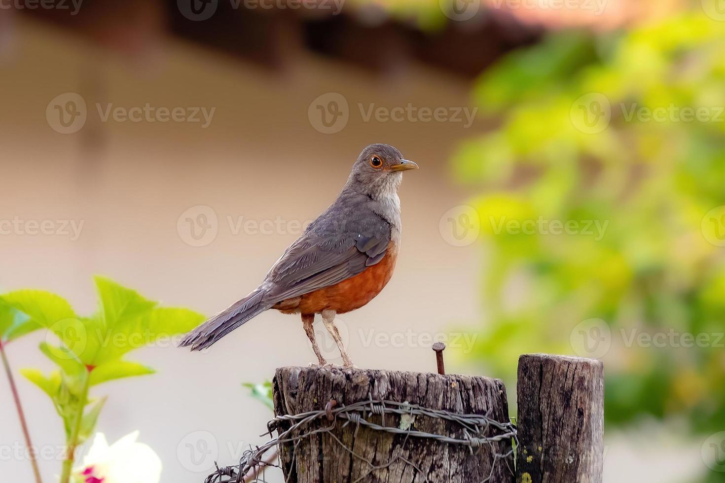 volwassen roodbuiklijstervogel foto