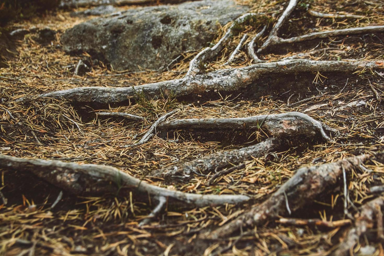 de wortels van bomen strekken zich uit over het bosoppervlak. kopiëren, lege ruimte voor tekst foto