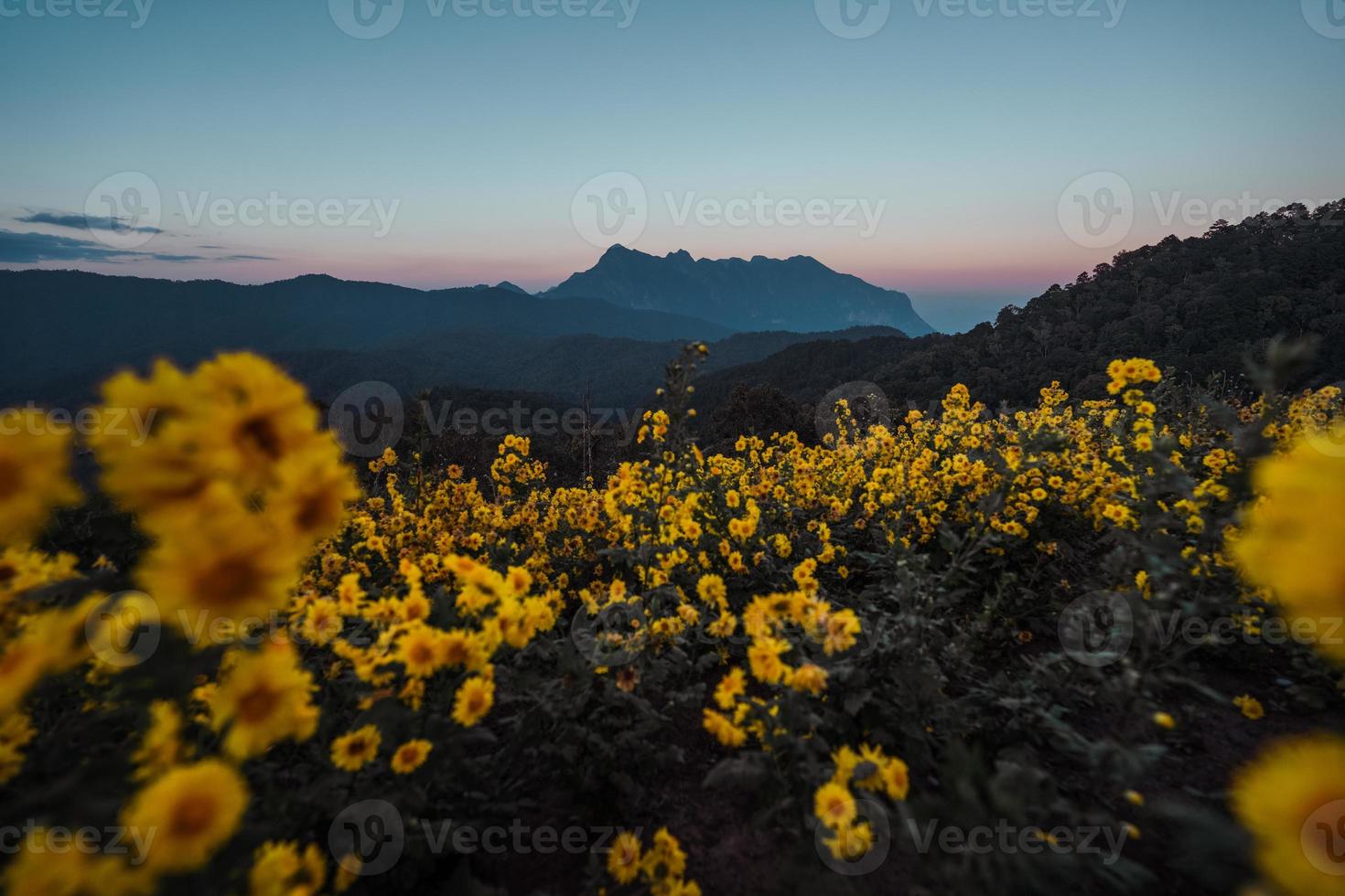 uitzicht op de bergen en gele bloemen in de avond foto