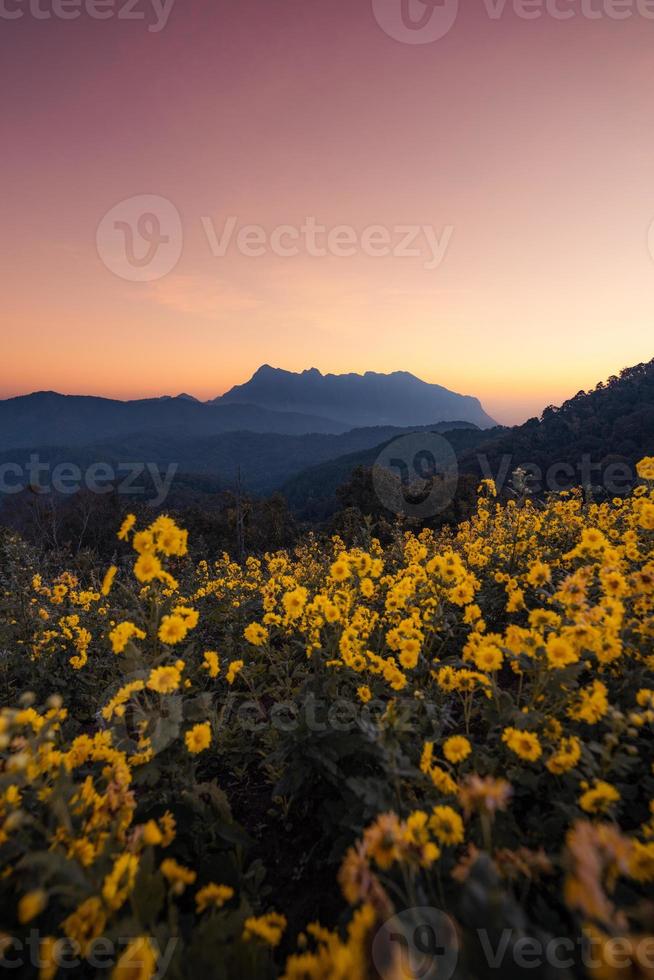 gele bloemen op de berg in de ochtend foto