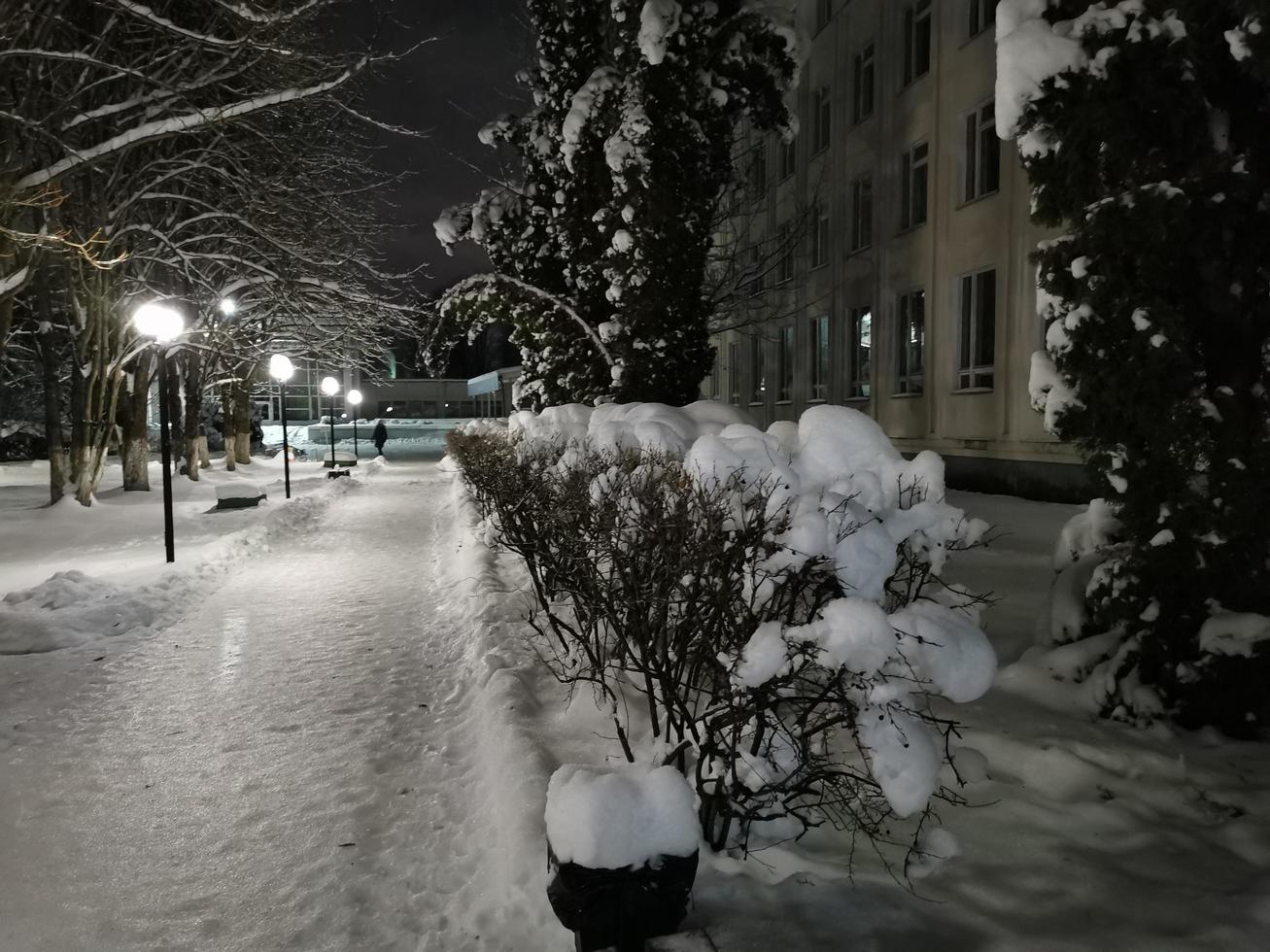 winterpark 's nachts bomen in de sneeuwsteeg met lantaarns foto