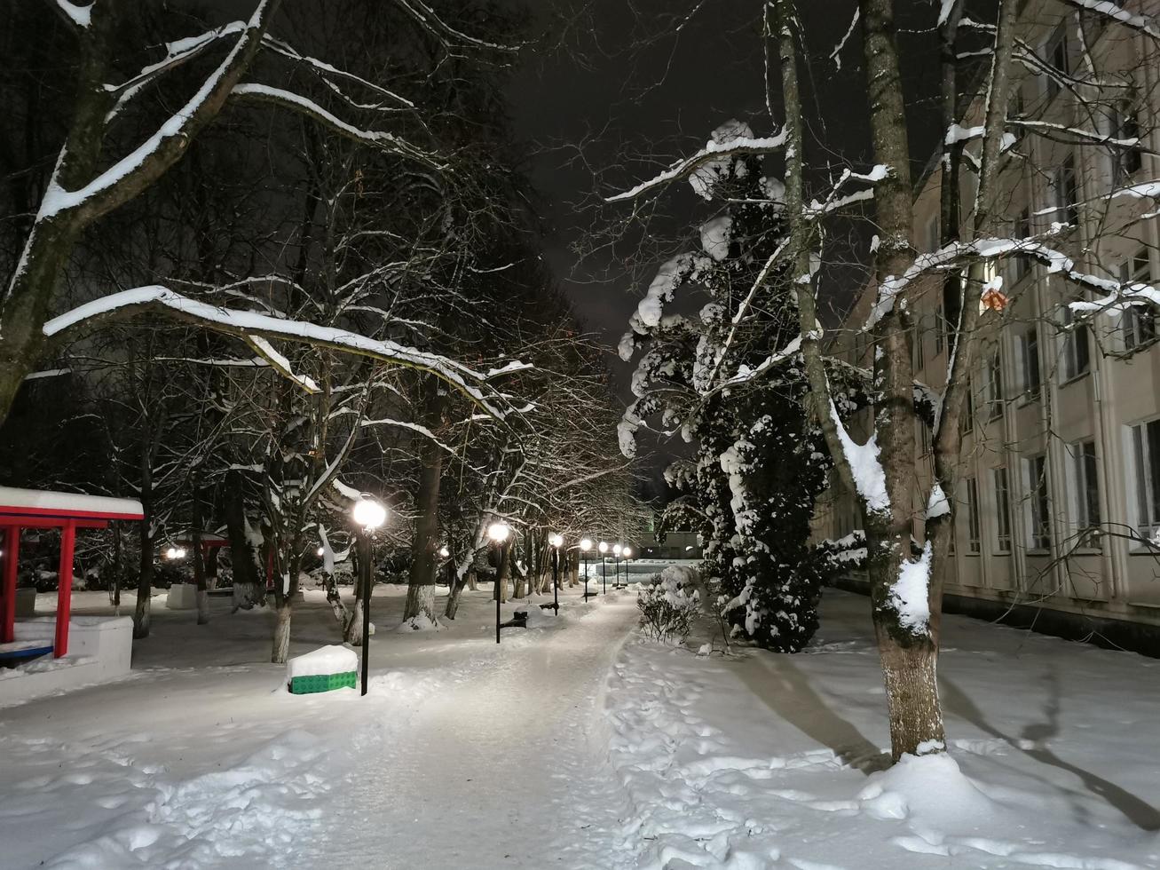 winterpark 's nachts bomen in de sneeuwsteeg met lantaarns foto