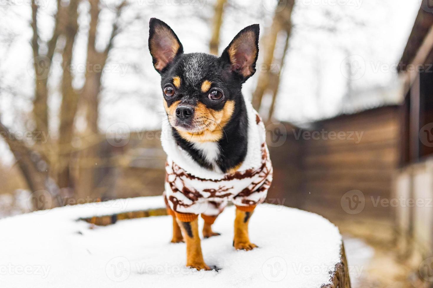 steen fout offset dieren wereld. chihuahua hond in kleding bij sneeuwweer. mini hondenras.  5127325 Stockfoto