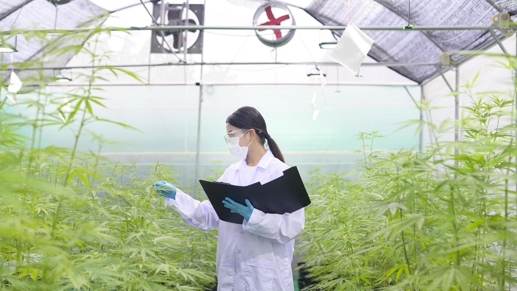 concept van cannabisplantage voor medisch, een wetenschapper verzamelt gegevens over cannabis sativa indoor farm foto