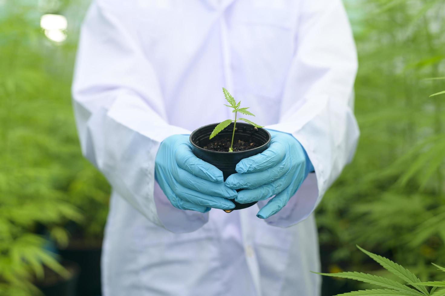 een wetenschapper houdt cannabiszaailingen vast in een gelegaliseerde boerderij. foto