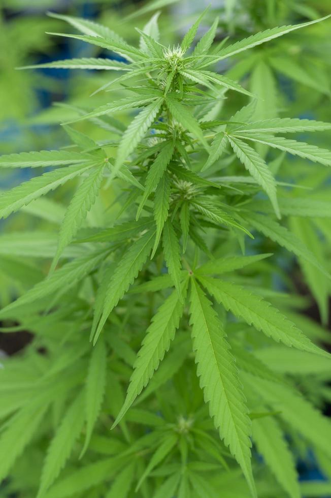 close-up van hennepbladeren cannabis sativa in een pot binnenshuis, achtergrondconcept foto