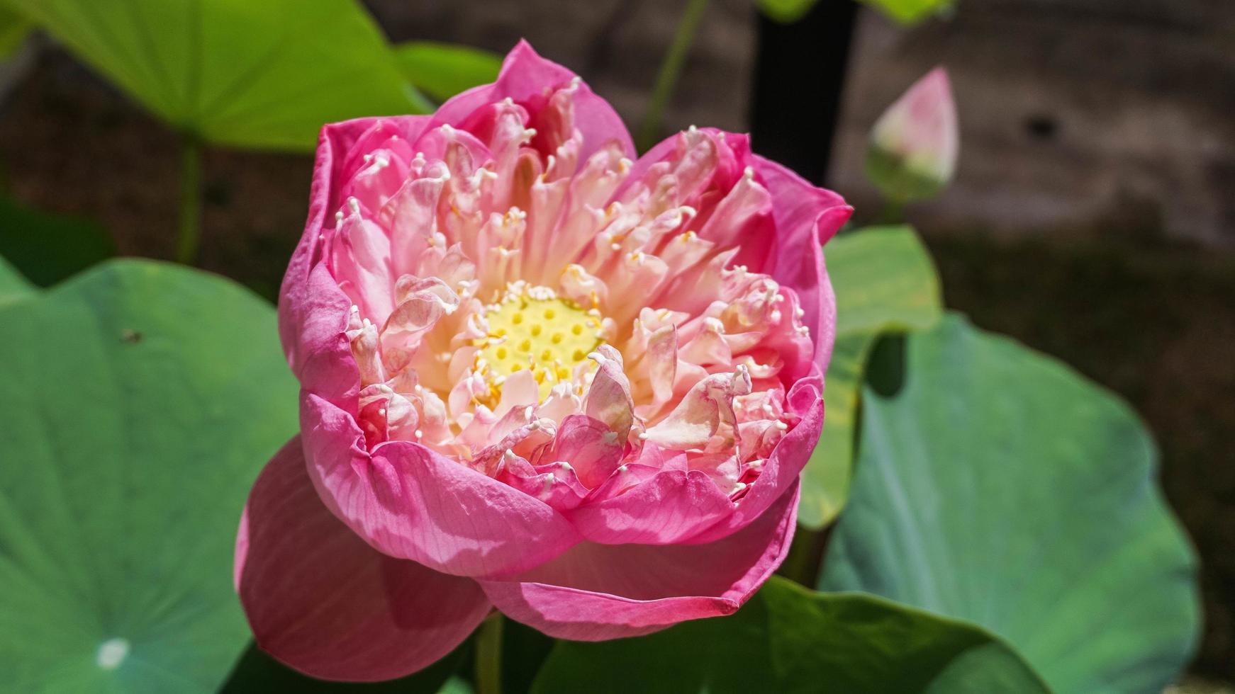 roze lotus op tuin foto