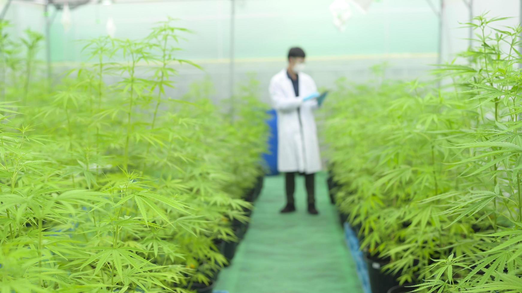 concept van cannabisplantage voor medisch, een wetenschapper die tablet gebruikt om gegevens te verzamelen over cannabis sativa indoor farm foto
