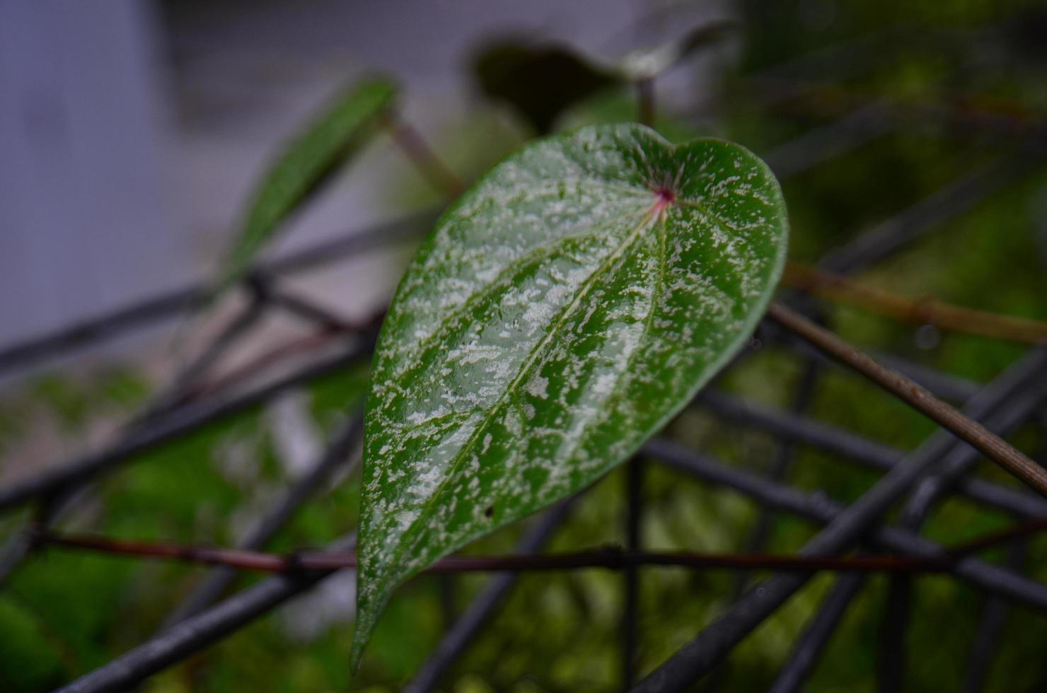 betelbladeren met frisheid foto