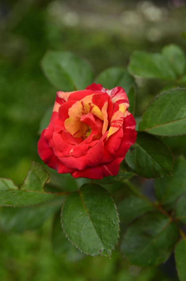 rode roos in de tuin. plant en bloem achtergrond. foto