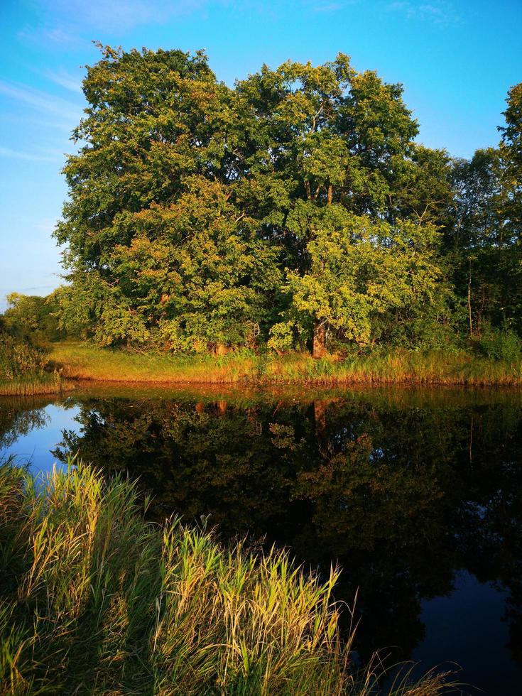 de zomeroever van de rivier. wateroppervlak, spiegelbeeld. bomen over water, wilg. het mooie licht van de zon foto
