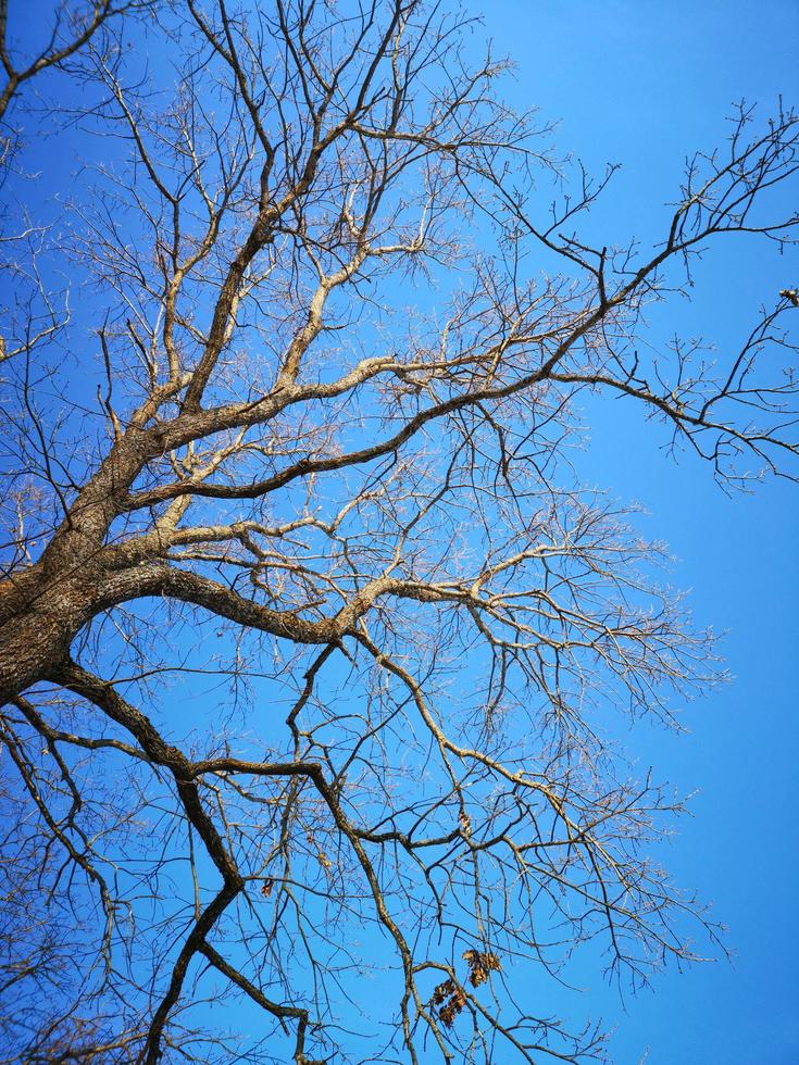 takken van een eik zonder bladeren op een blauwe hemelachtergrond. lente. turkoois blauwe heldere lucht foto