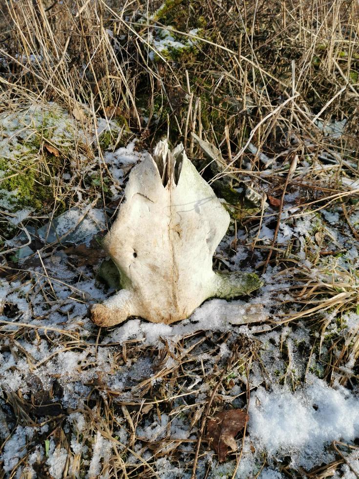 de schedel van het dier bij het gras van vorig jaar.de schedel op de gesmolten sneeuw.koeschedel.omdraaien foto