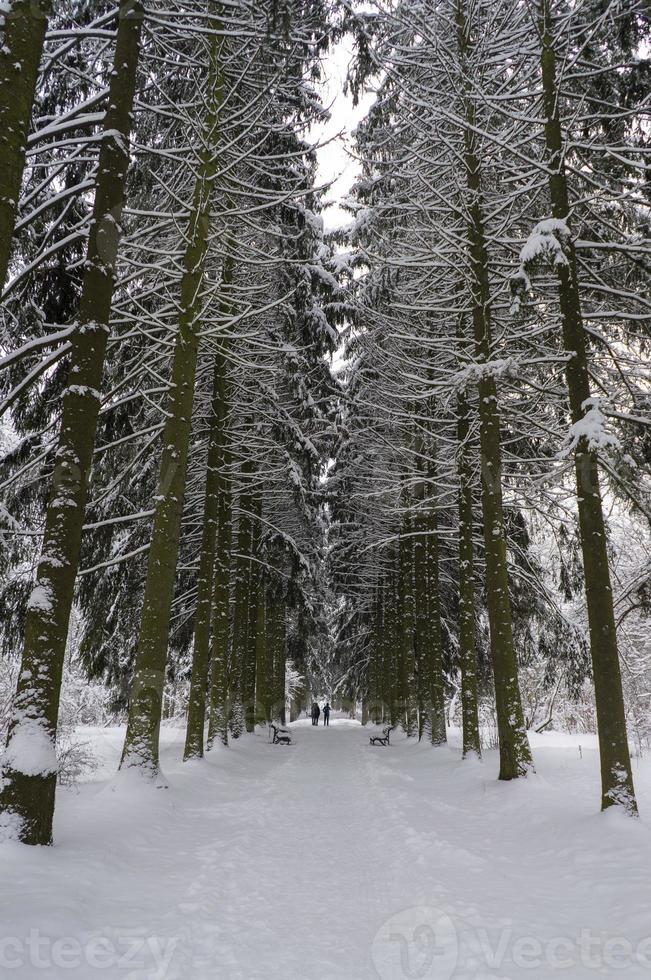 besneeuwde boomkronen in de botanische wintertuin, minsk foto