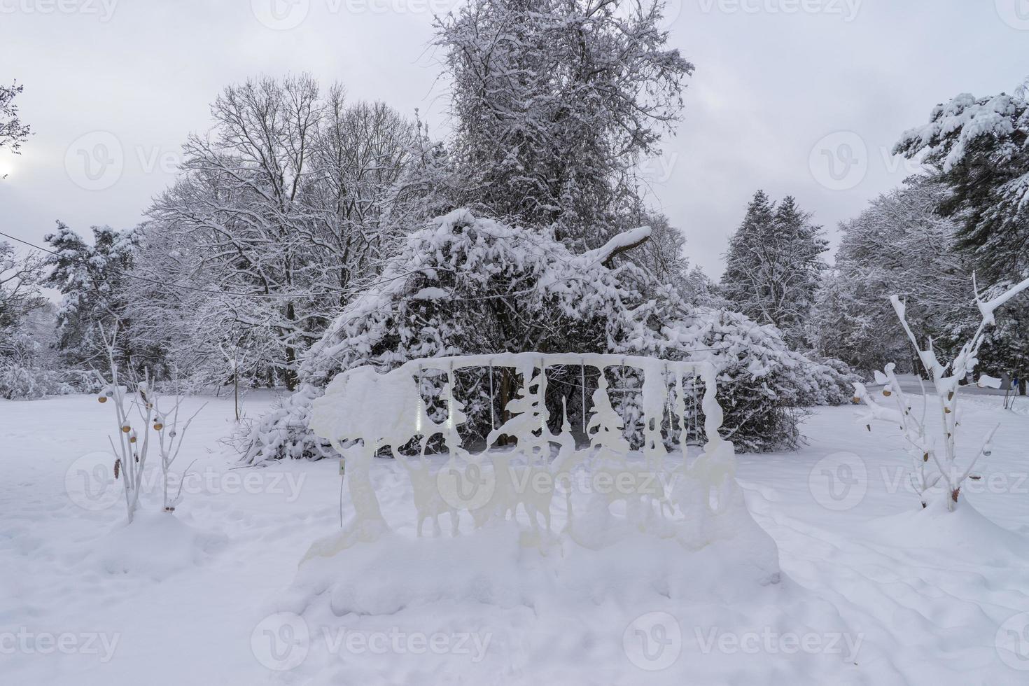 besneeuwde boomkronen in de botanische wintertuin, minsk foto