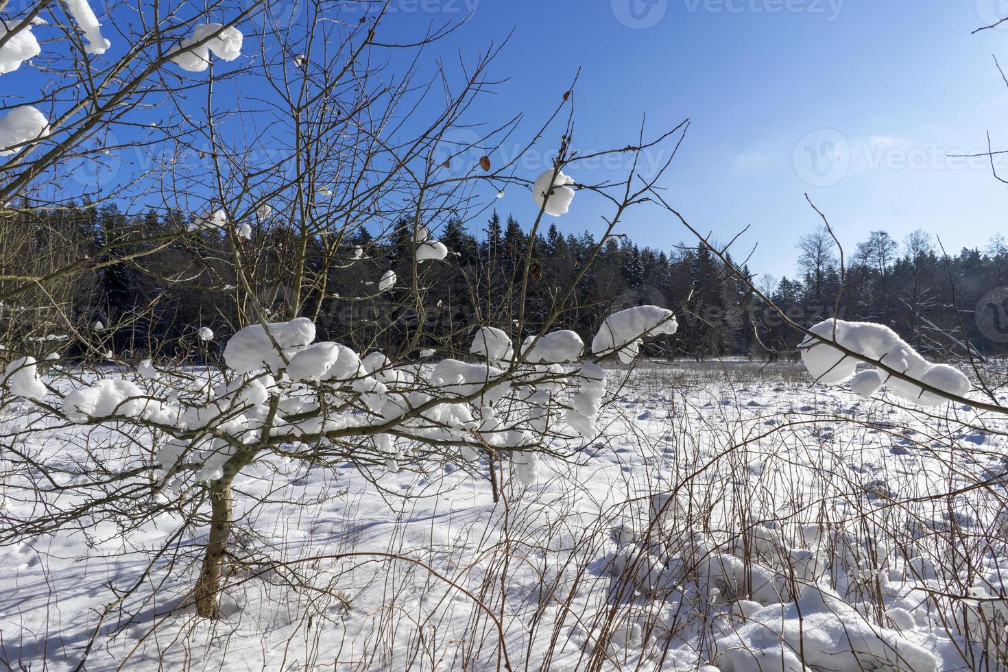 winterbos in wit-rusland, ecologische route blauwe meren foto