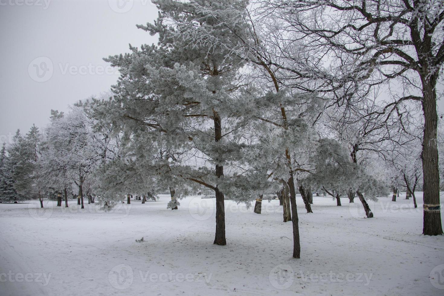 winter vorst saskatchewan foto