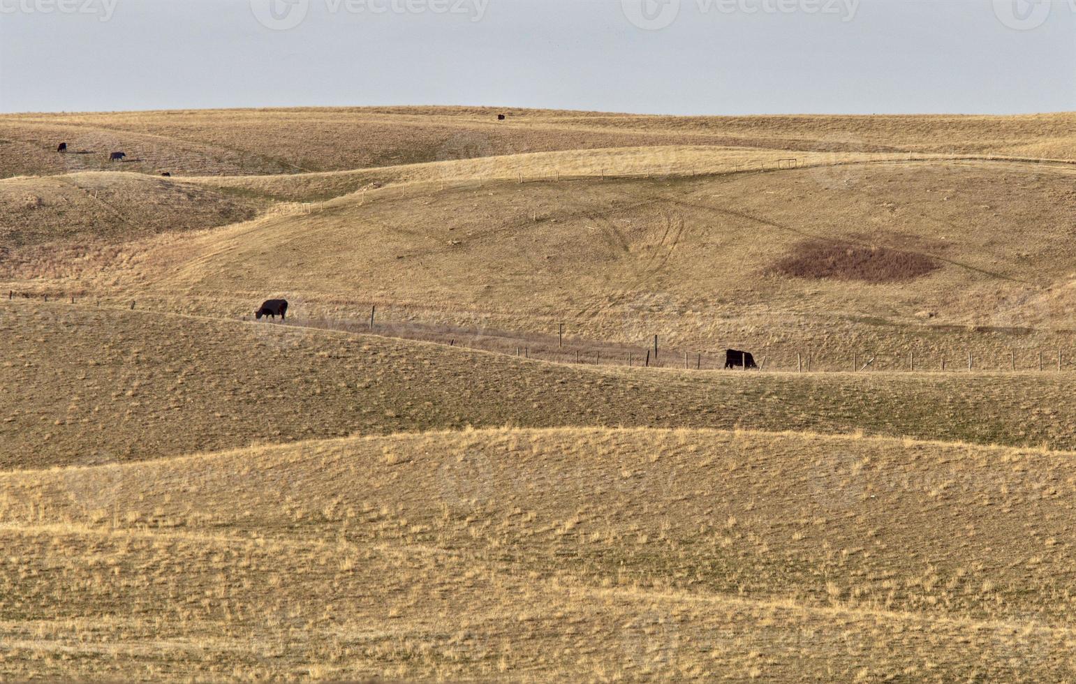 prairie landelijke landbouw foto