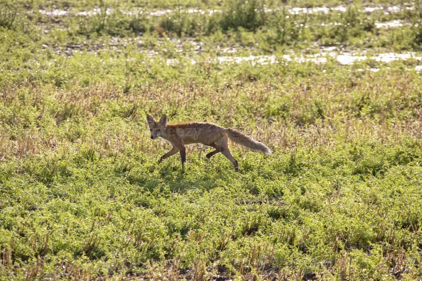 wilde natte vos canada foto