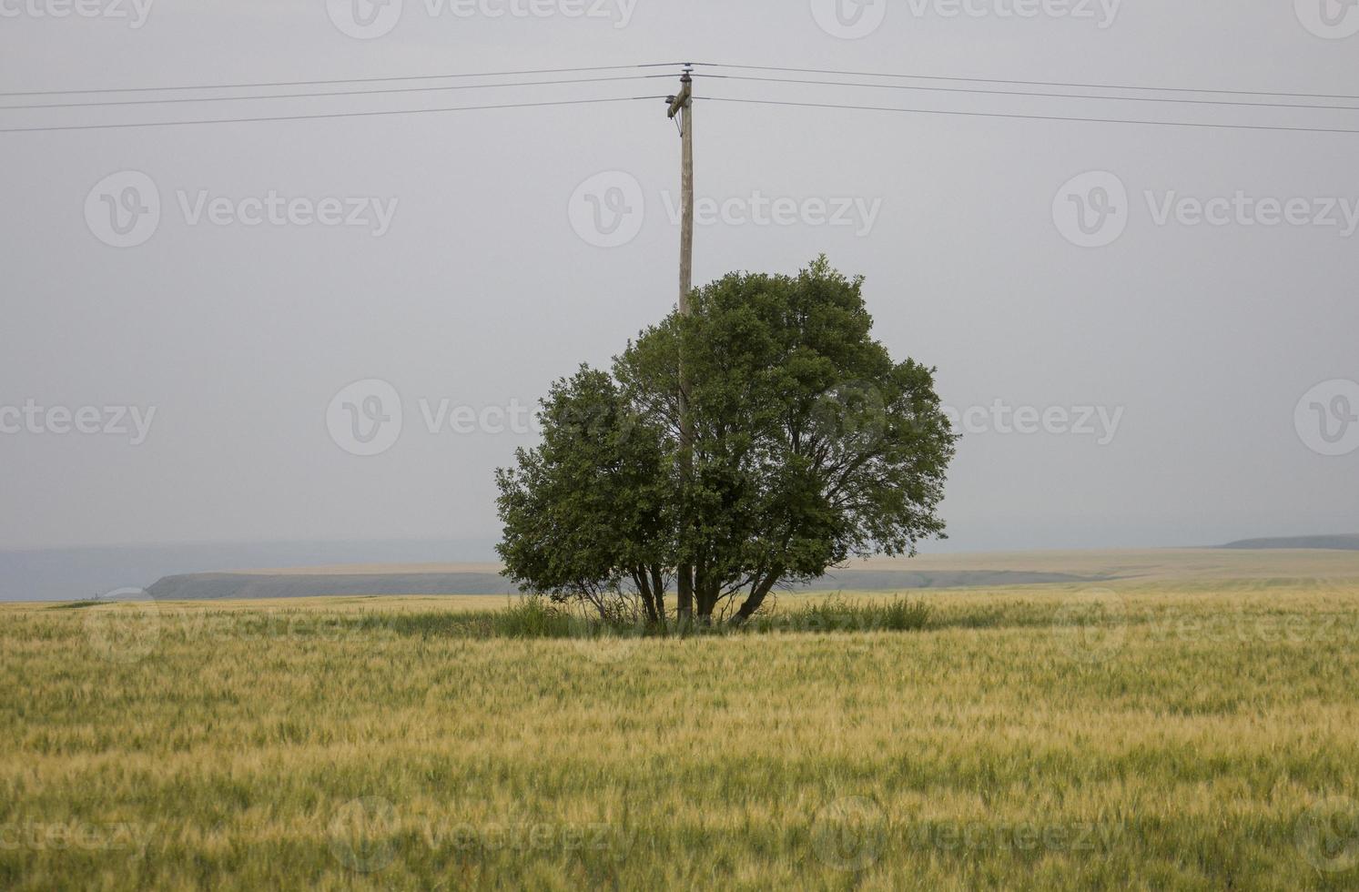 zomer prairie scene foto