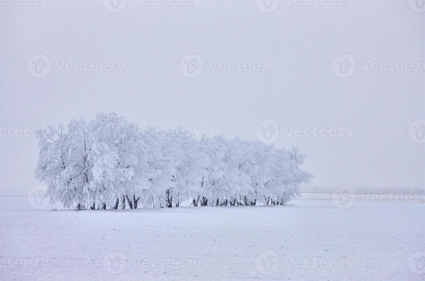 winter vorst saskatchewan foto